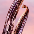 Comprar Lancôme La Vie est Belle Vanille Nude