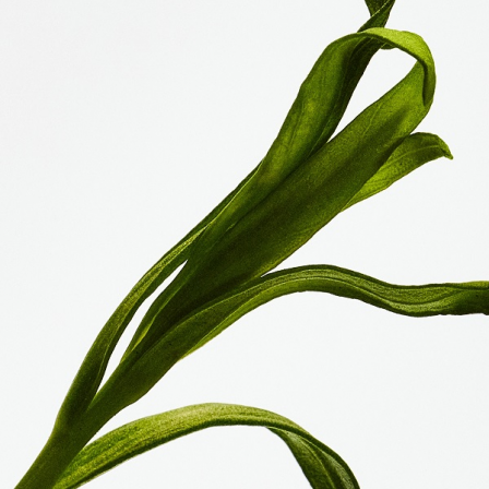 Comprar Loewe Cofre Regalo Loewe Esencia