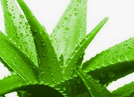 Comprar ALOE VERA Online